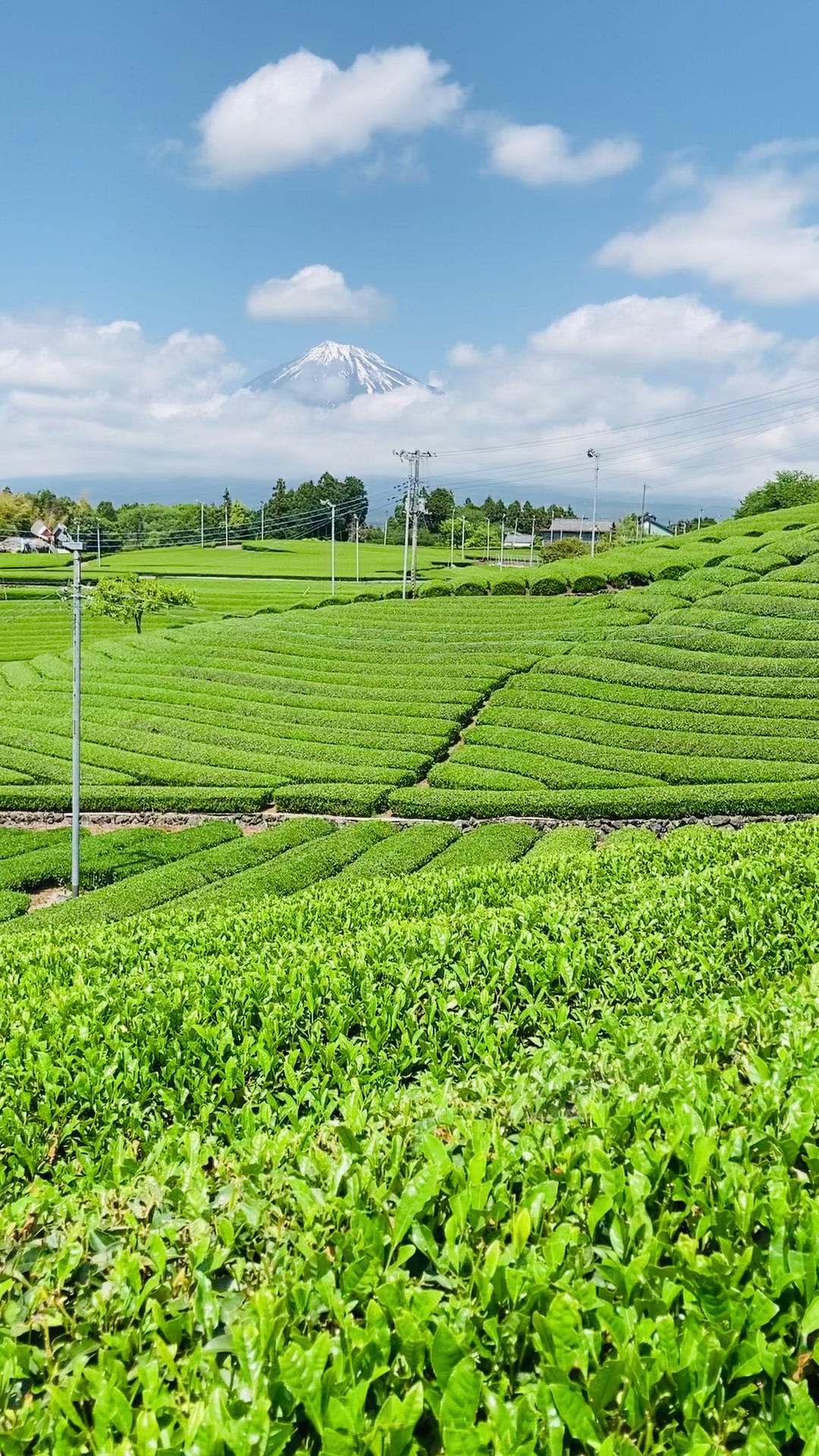 Tea Plantation,Shizuoka,Japan#japanesetea#