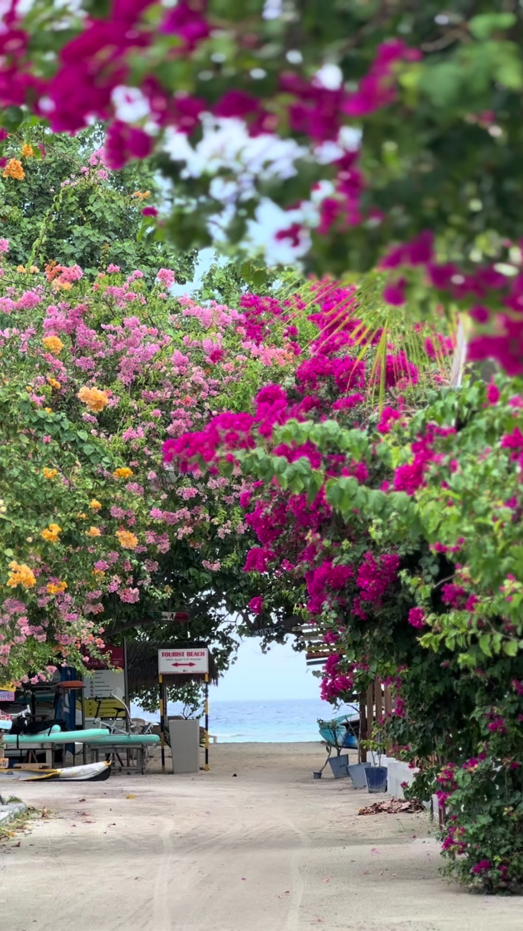 Boaganvilla in full bloom 💗#boaganvillalovers #flower #boaganvillamagu #awesome #happyplace #rasdhoo #maldives #islandlife #fyp #capcut