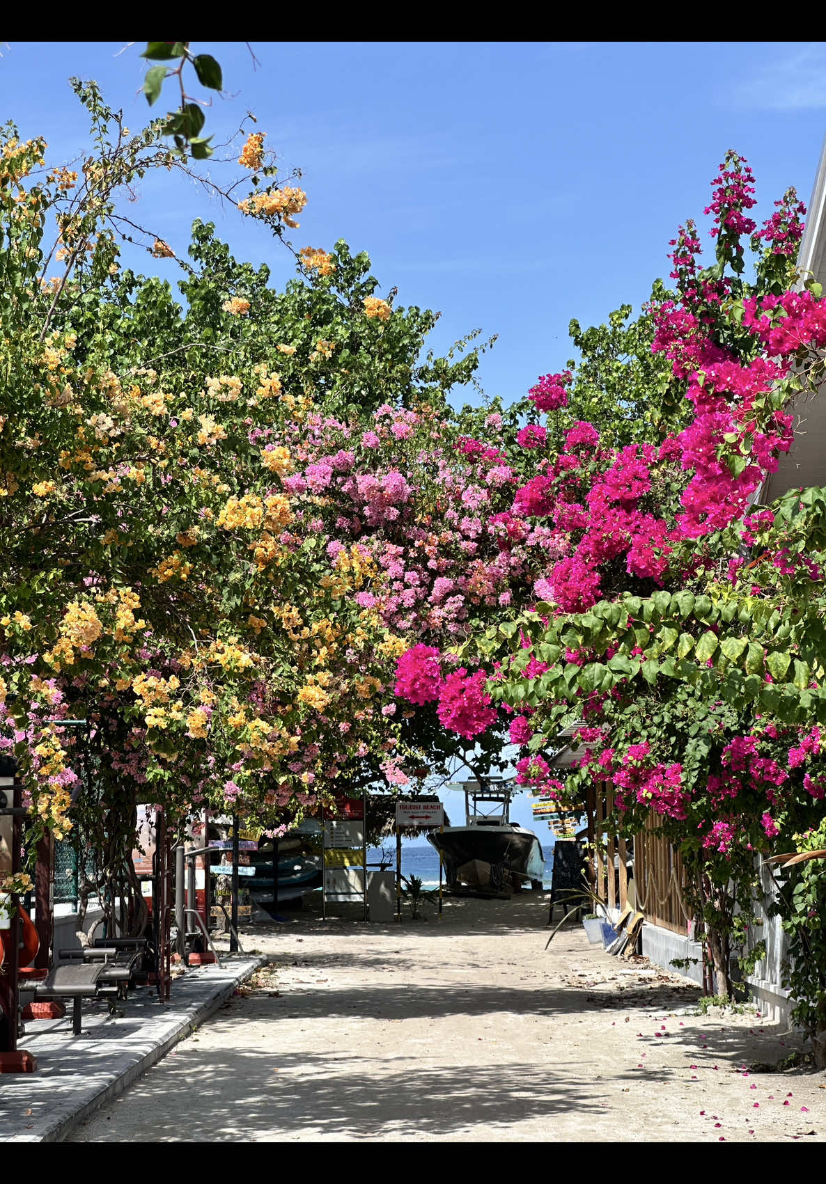 Strolling through Rasdhoo&rsquo;s bougainvillea dreams 🌺    @Visit Maldives  #rasdhoo #viral #fyp #maldives #bougainvillea #travel #vacation #maldivestiktok #vacay #viral #viralfyp #beachwalk #island #life #facebook #instadaily #tiktok #flower #pretty #beautytok #influencer #bestfyp #love #romance #islanddays