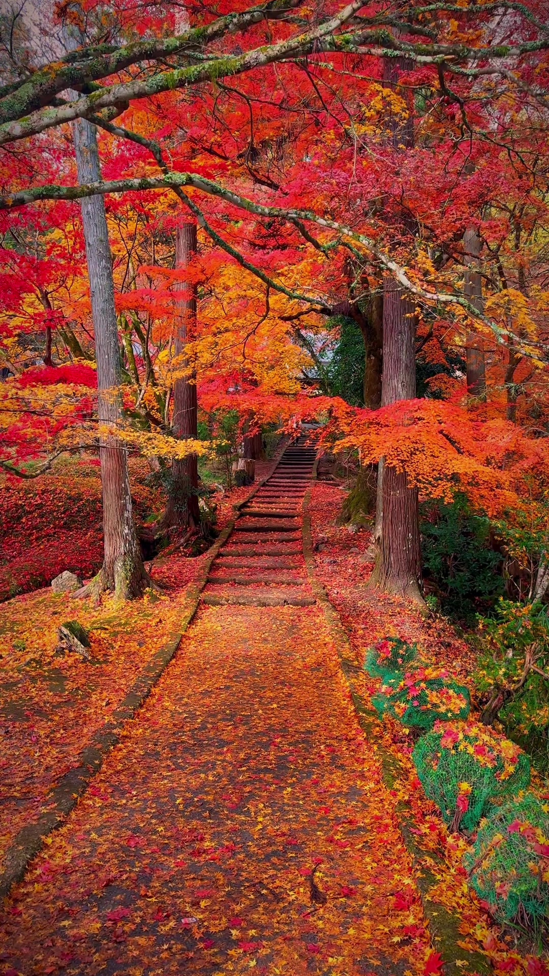 📍 🍁龍穏寺-京都　Ryuonji Temple-Kyoto#京都 #kyoto #momiji #龍穏寺 #creatorsearchinsights