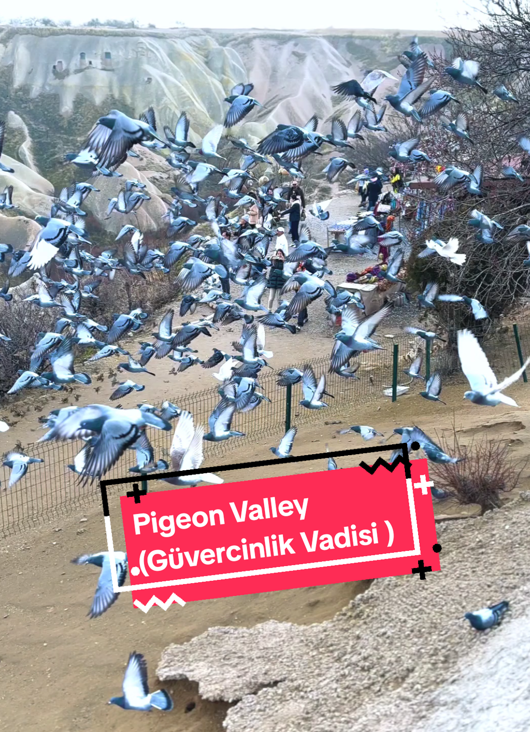 Pigeon Valley atau G&uuml;vercinlik Vadisi adalah lembah ikonik di Cappadocia yang membentang antara G&ouml;reme dan U&ccedil;hisar, terkenal dengan ribuan lubang kecil pada dinding tebingnya yang berfungsi sebagai rumah merpati sejak zaman kuno. Dahulu, burung-burung ini dipelihara oleh penduduk setempat untuk dimanfaatkan kotorannya sebagai pupuk pertanian yang subur serta putih telurnya untuk bahan bangunan. Kini, lembah sepanjang 4 kilometer ini menjadi destinasi favorit wisatawan untuk trekking sambil menikmati pemandangan formasi batuan vulkanik yang dramatis dan hamparan alam yang memukau. #turkey