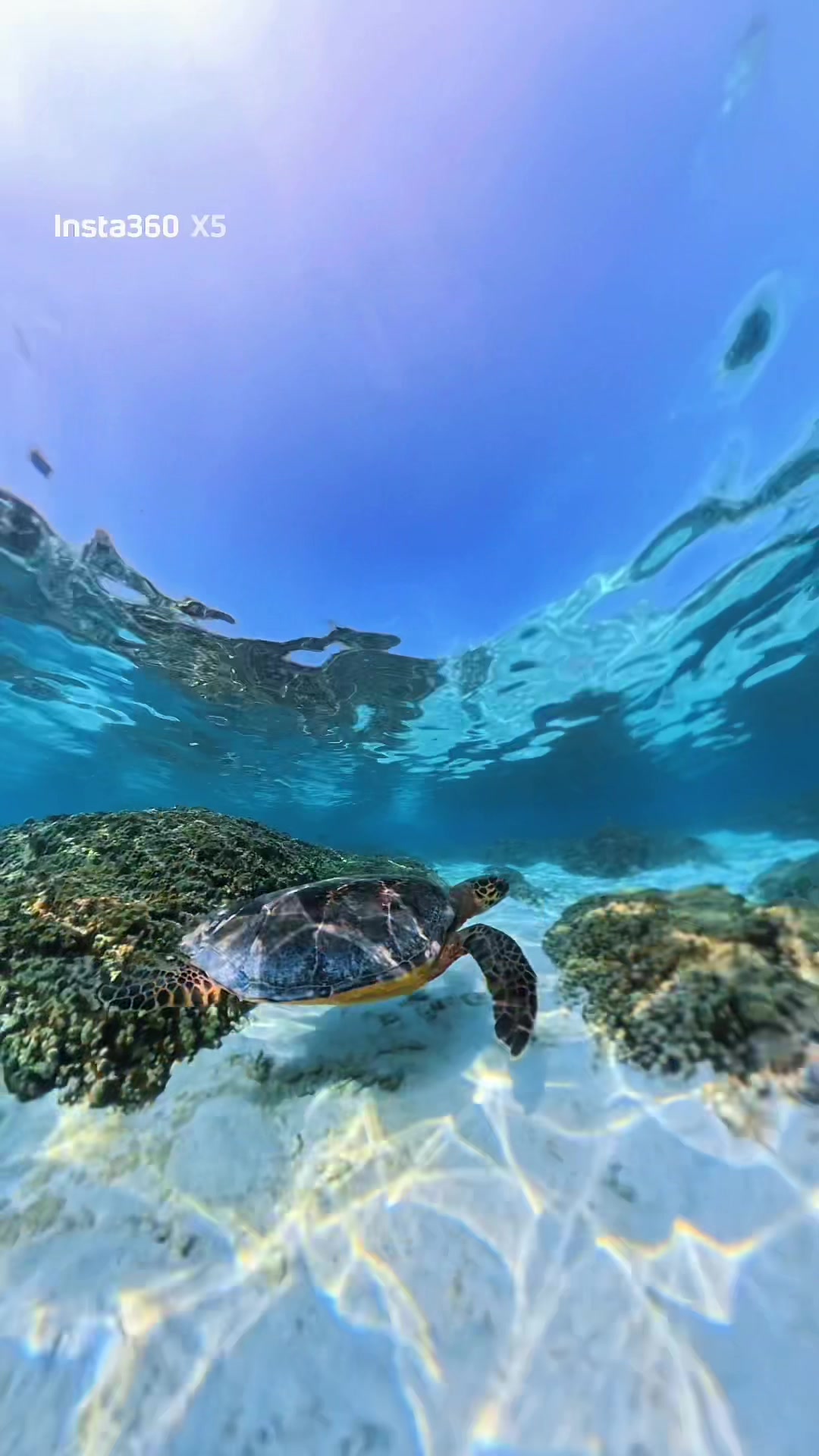 Explore the island&rsquo;s turtle point 🐢✨&mdash; where the island&rsquo;s most graceful residents welcome you to their turquoise home 🌊  #Villa #Maldives #Thoddoo #马尔代夫 #мальдивы @zoukmv