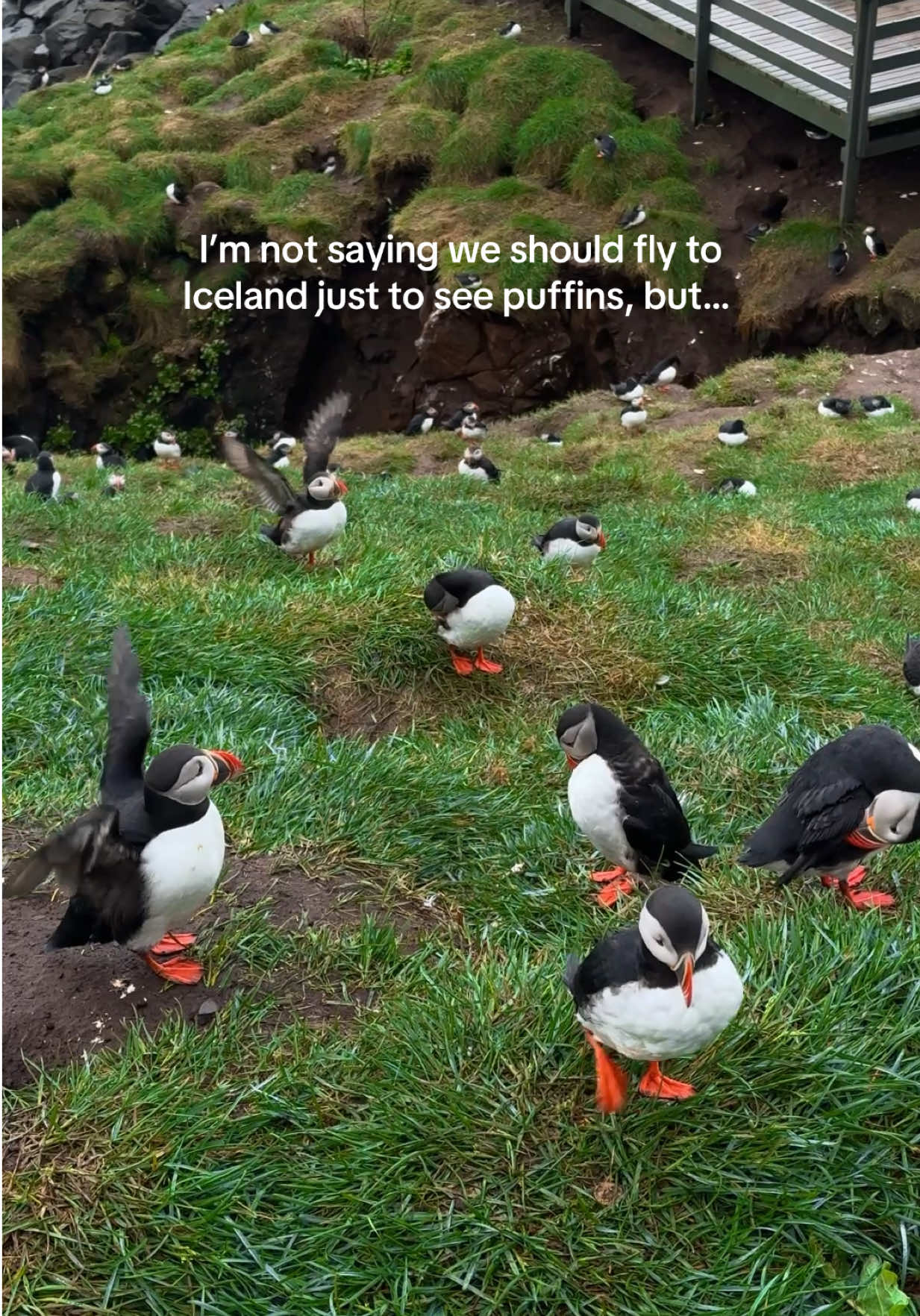 🐧 Puffin season: Late April&ndash;Early August  📍 Hafnarh&oacute;lmi Puffin Colony, Borgarfj&ouml;r&eth;ur Eystri, Iceland 🇮🇸 💡 We came around 9 PM after a local recommended it. Best decision ever. ✨ One of my favorite memories from Iceland.