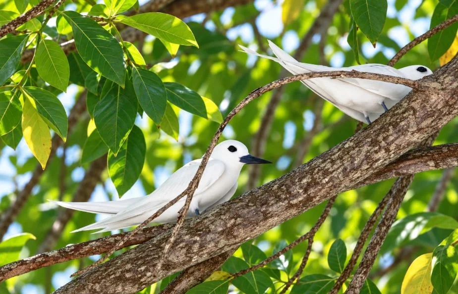 White seabird resting in tropical island vegetation